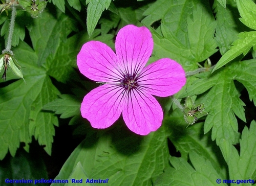 Geranium psilostemon 'Red Admiral'